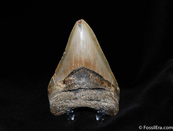 Megalodon Tooth #99